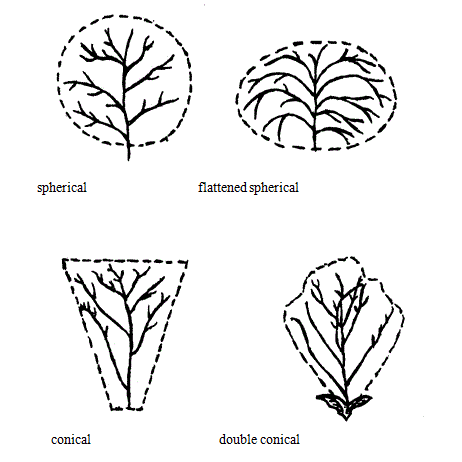 Inflorescence Shape. Description follows.