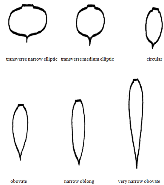 Sugar Beet - Root shape in longitudinal section. Description follows.