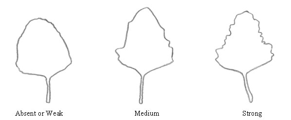 Quinoa - Leaf Dentation. Description follows.