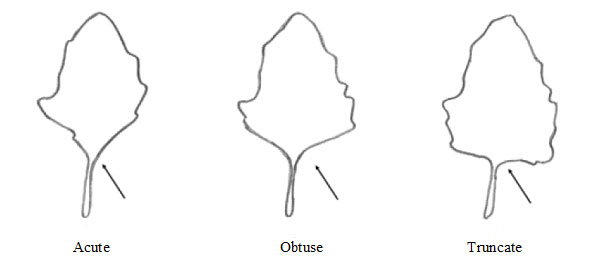 Quinoa - Leaf angle of base. Description follows.