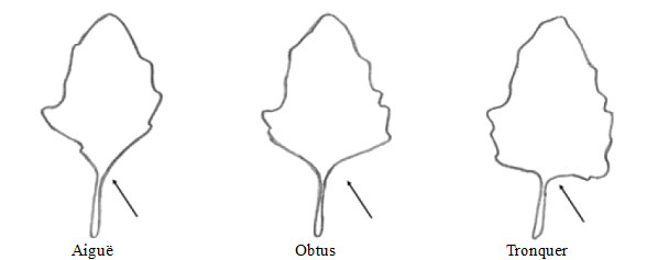 Quinoa - Angle de la feuille de base. Description ci-dessous.