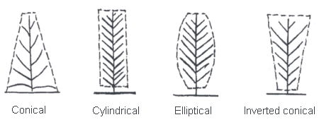 Tobacco Plant Shape. Description follows.