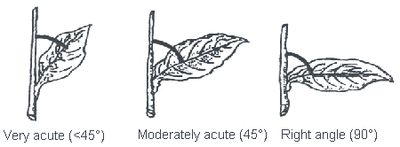 Angle of Leaf Insertion. Description follows.