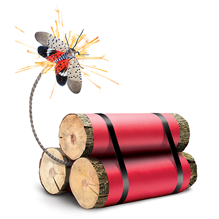 Illustration - A spotted lanternfly igniting dynamite composed of three wooden logs