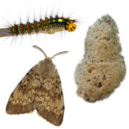 Spongy moth – Lymantria dispar dispar