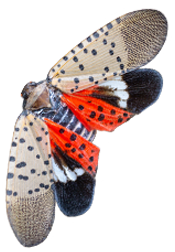 Spotted lanternfly – Lycorma delicatula