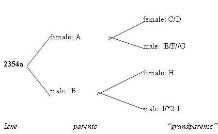 Dengrogram or Family Tree Method. Description follows.