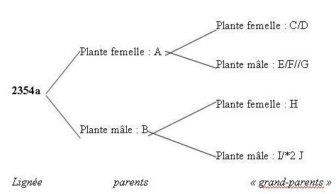 Dendrogramme ou la méthode de l'arbre. Description ci-dessous