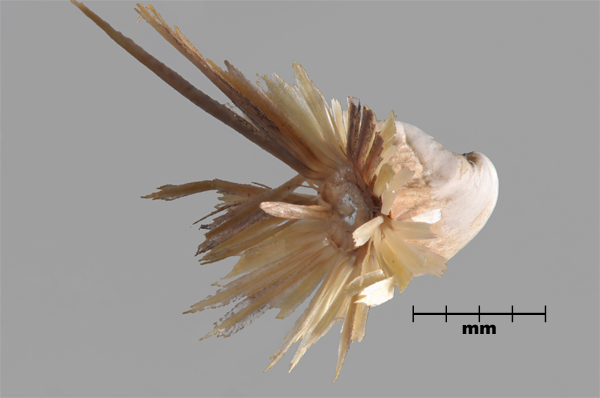 Photo - Similar species: Distaff thistle (Carthamus dentatus) achene