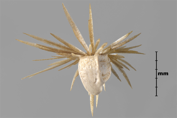 Photo - Woolly distaff thistle (Carthamus lanatus) achene with pappus