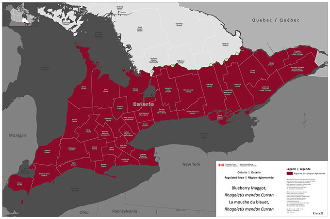 La zone réglementée regroupée à l'égard de la mouche du bleuet en Ontario. Description ci-dessous.
