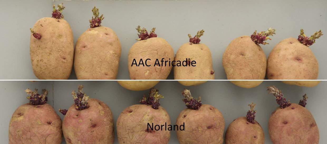 AAC Africadie