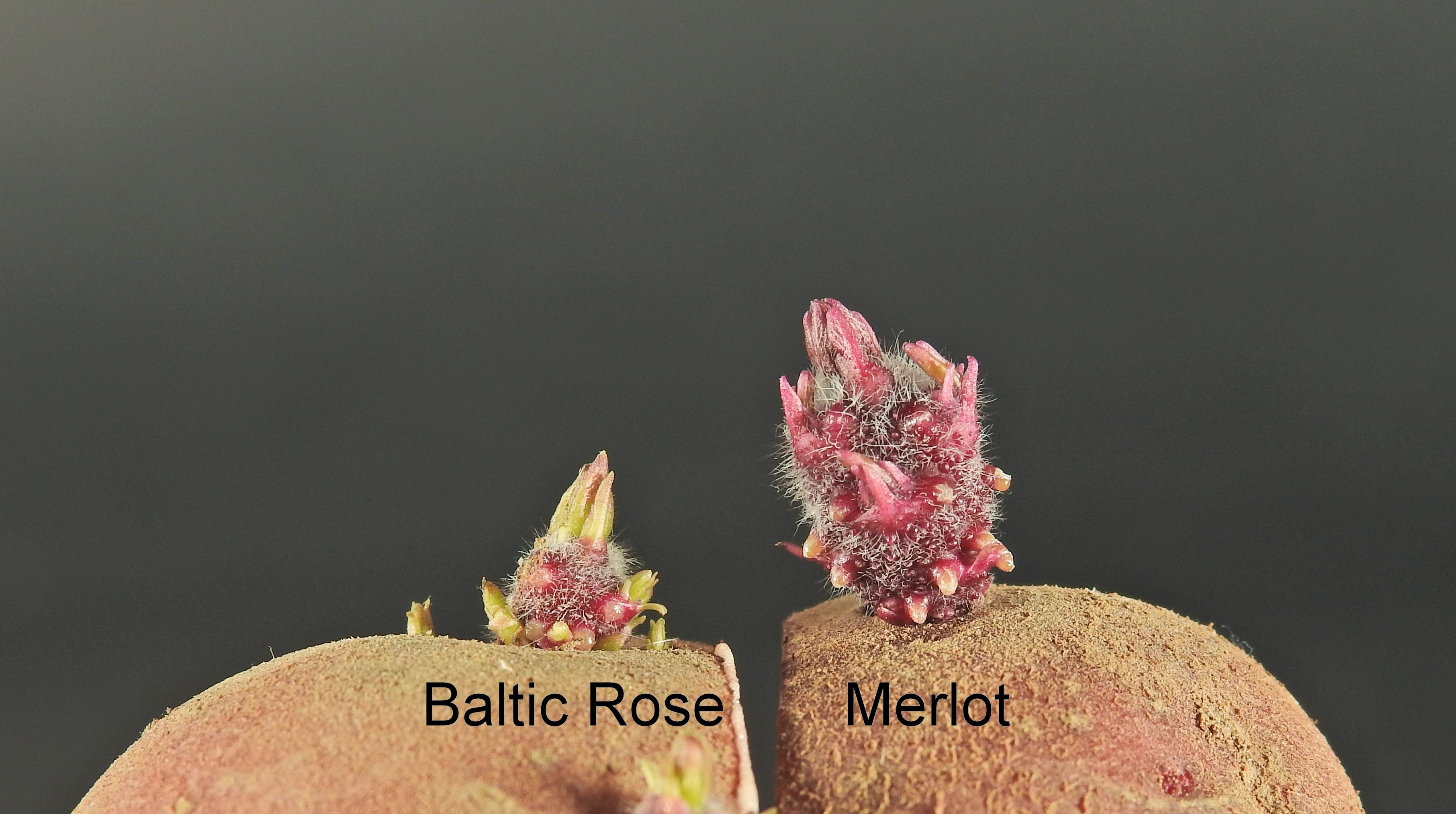 Baltic Rose