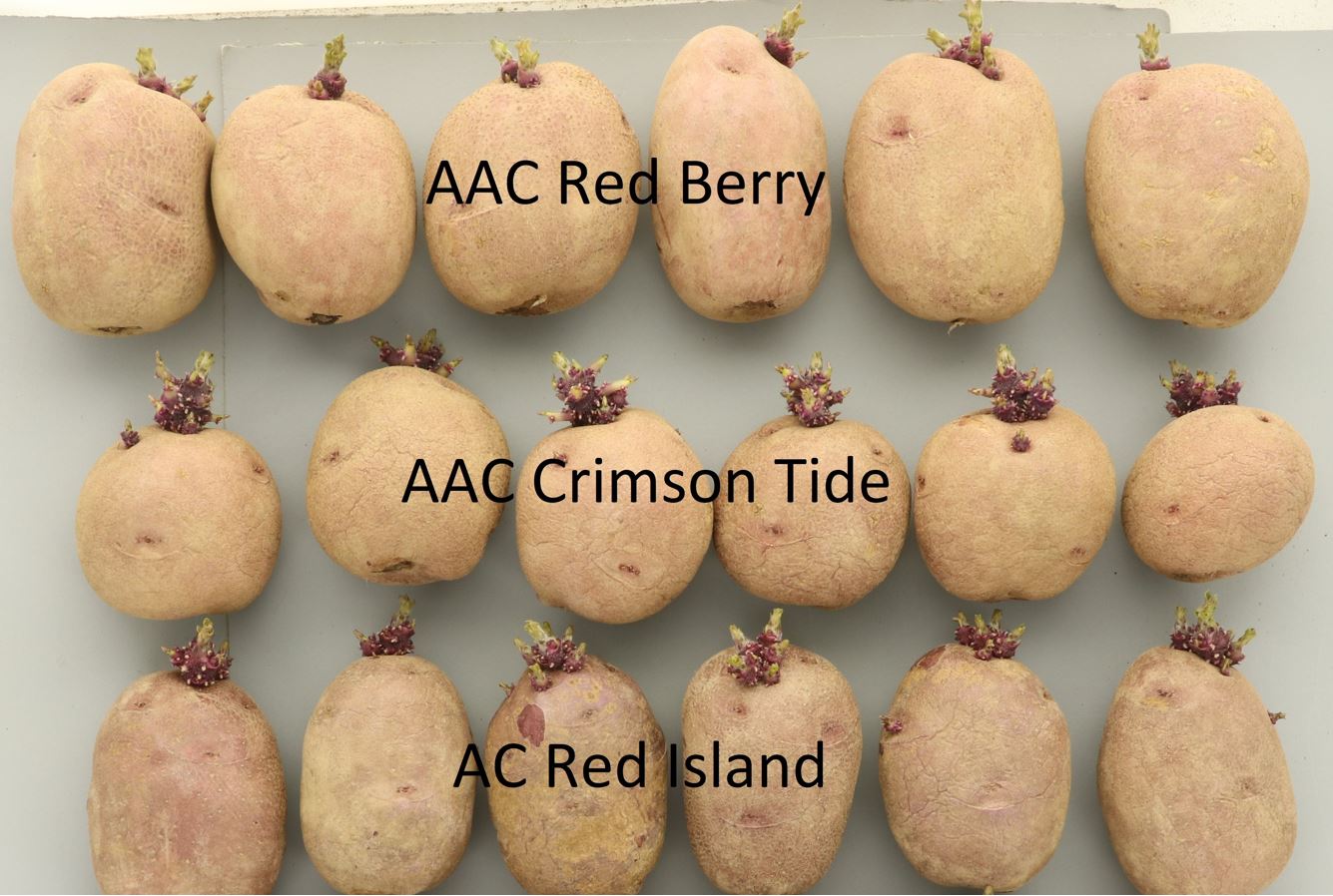 AAC Red Berry