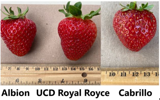 UCD Royal Royce