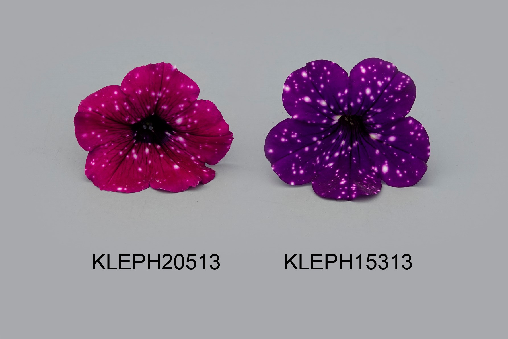 KLEPH20513