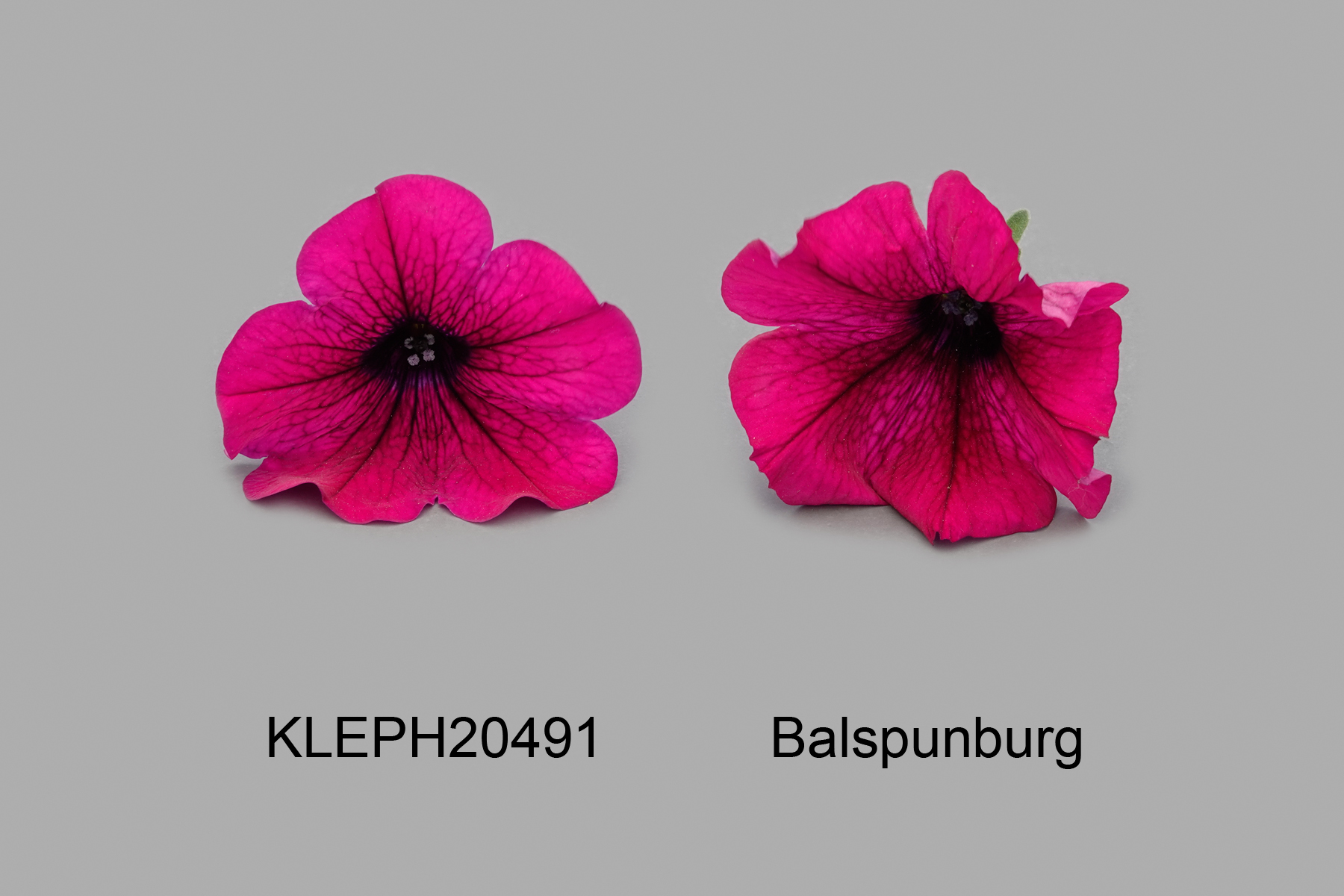 KLEPH20491
