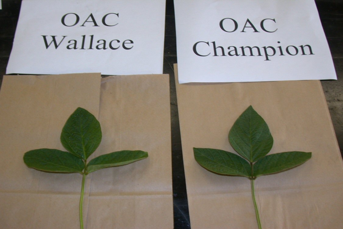 OAC Champion