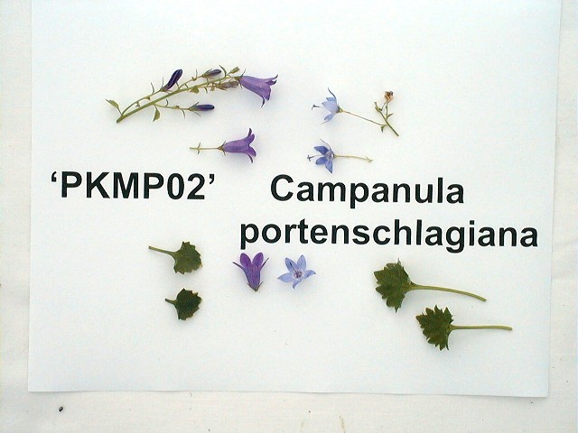 PKMP02