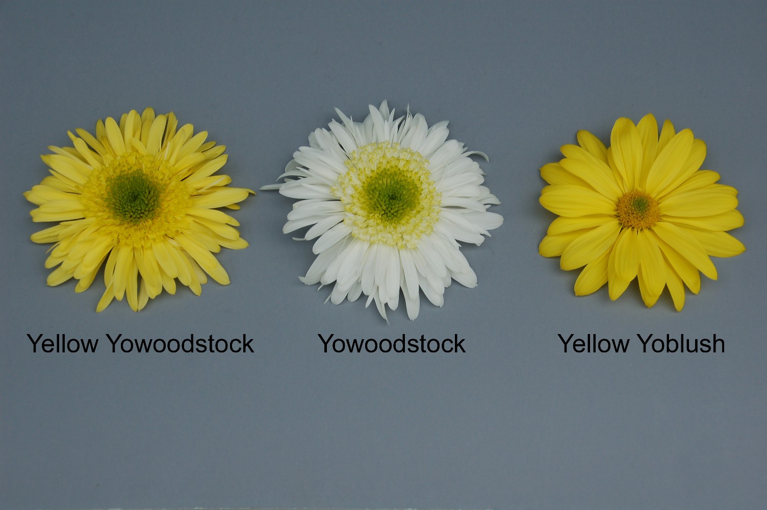 Yellow Yowoodstock
