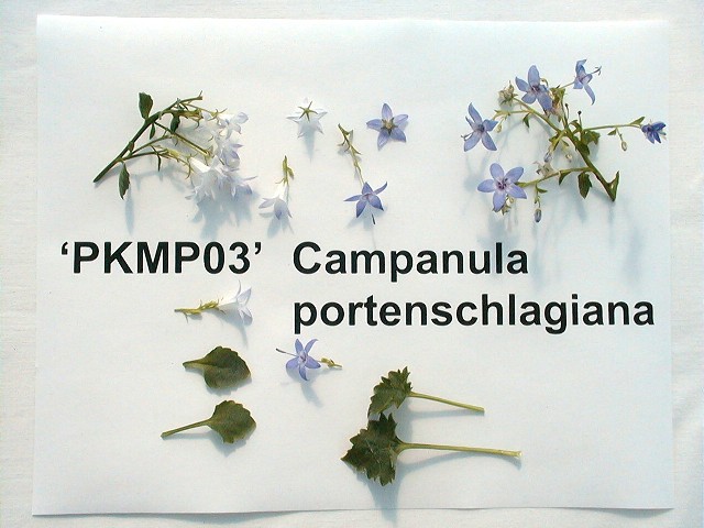 PKMP03