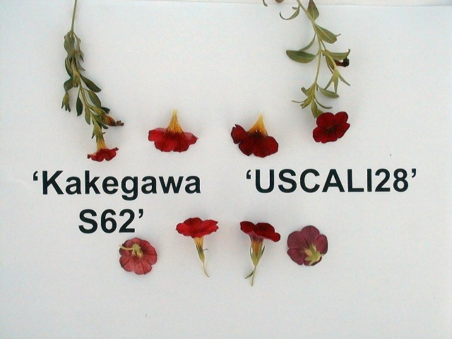 Kakegawa S62