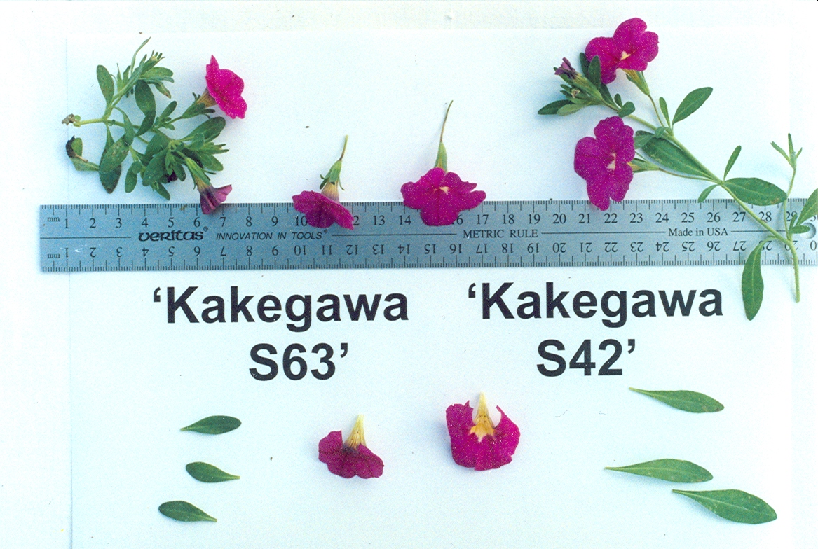 Kakegawa S63