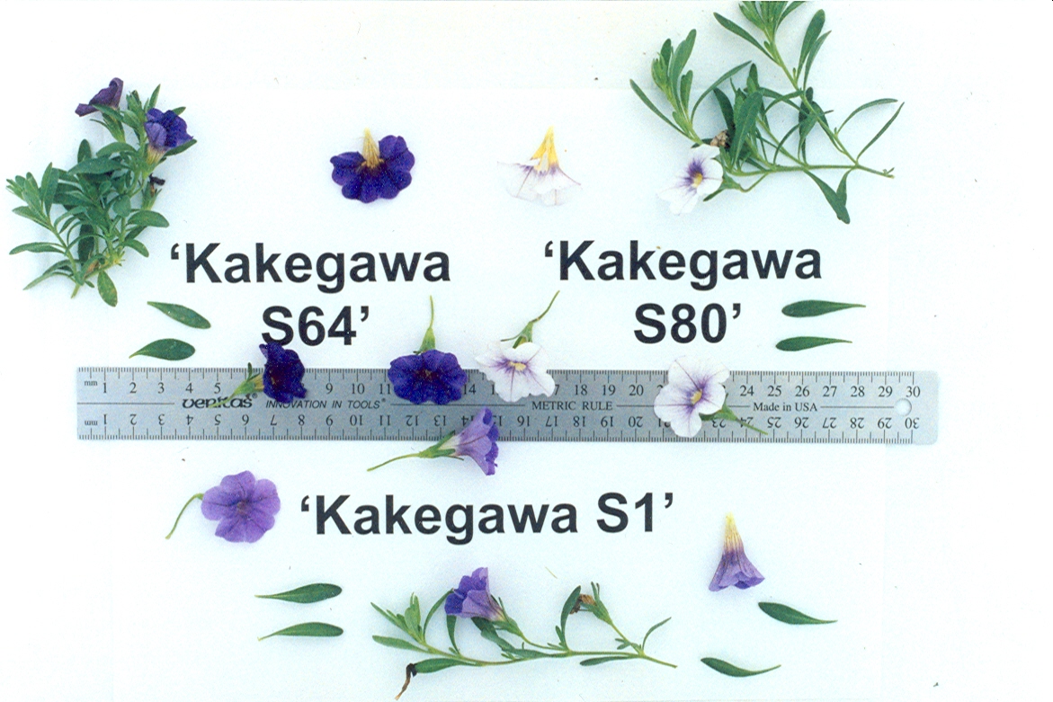 Kakegawa S64