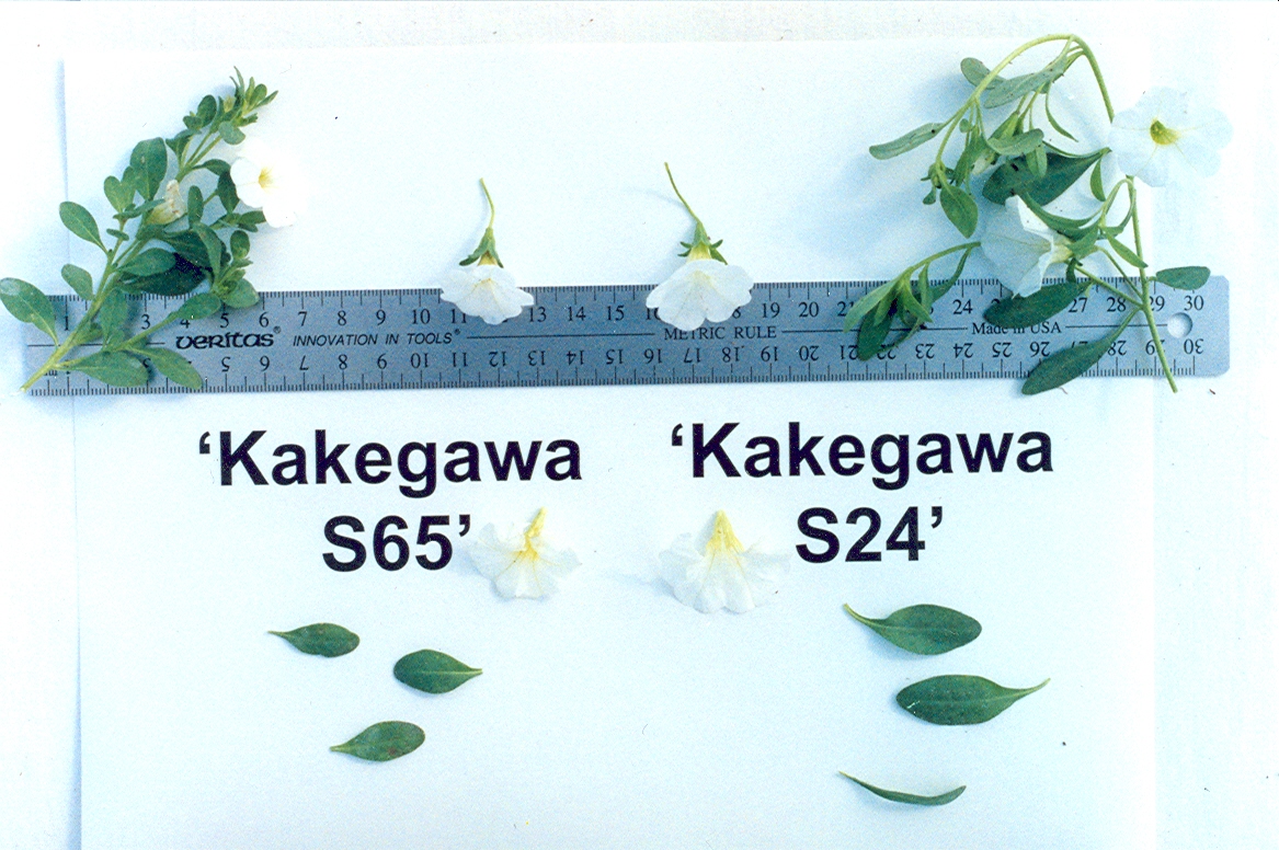 Kakegawa S65
