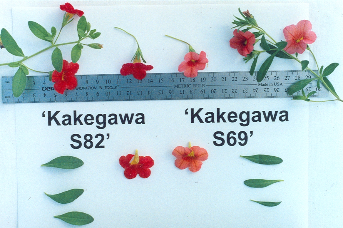 Kakegawa S82