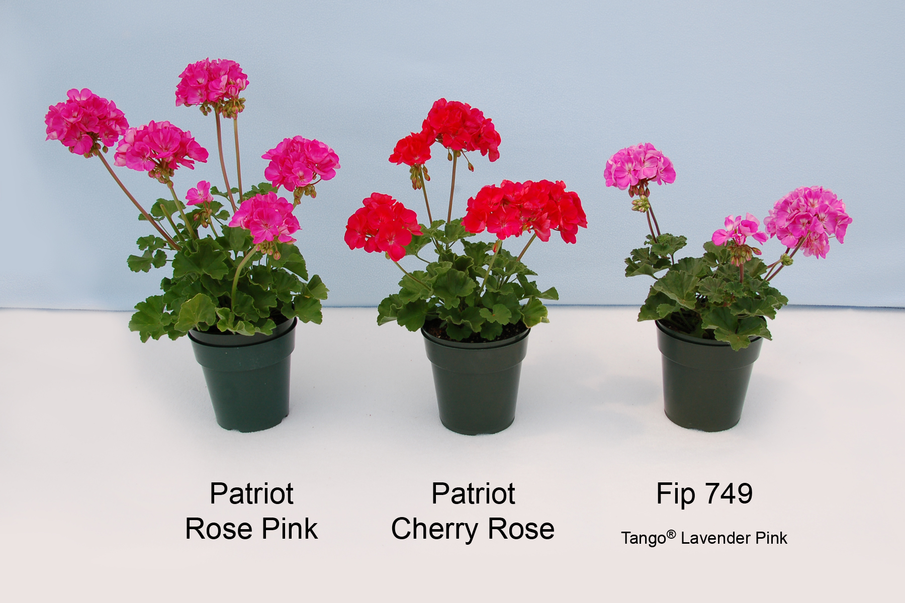 Patriot Rose Pink