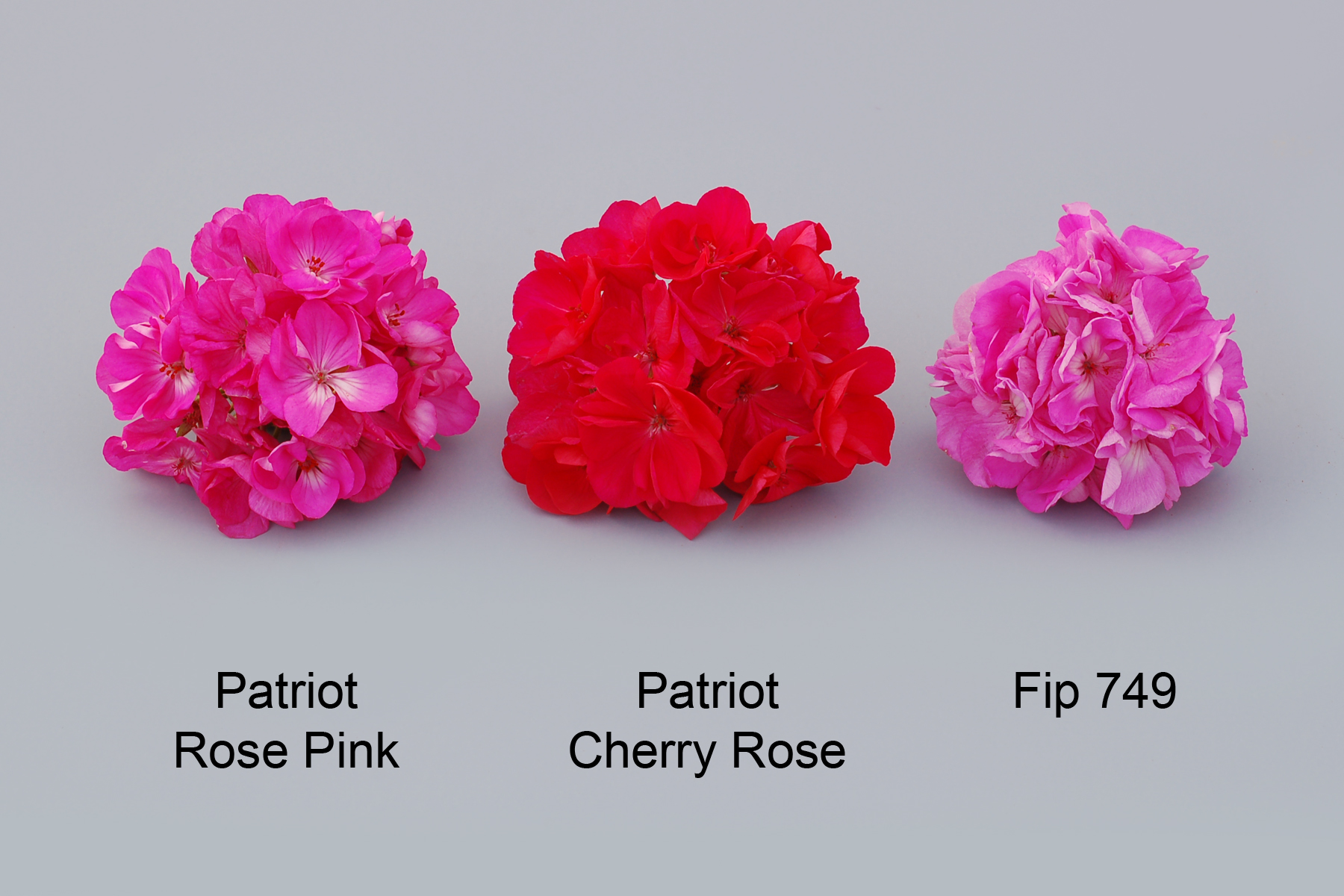 Patriot Rose Pink