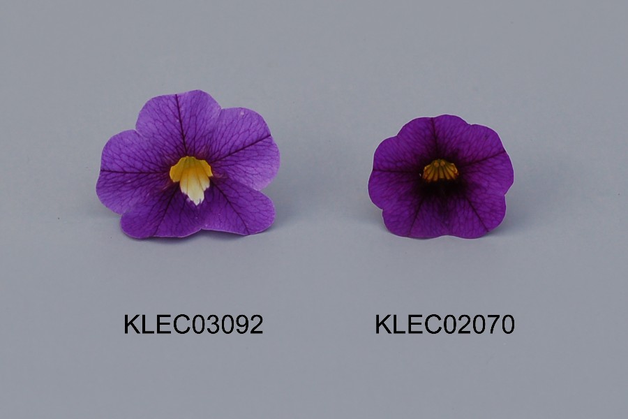 KLEC03092