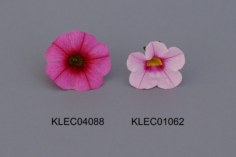 KLEC04088