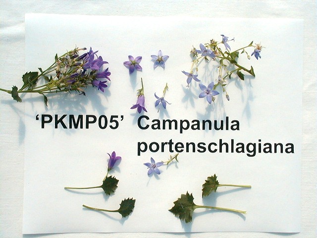 PKMP05