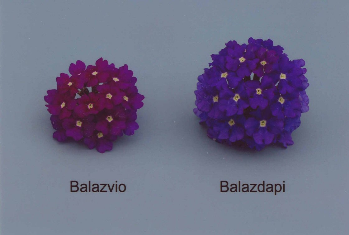 Balazvio