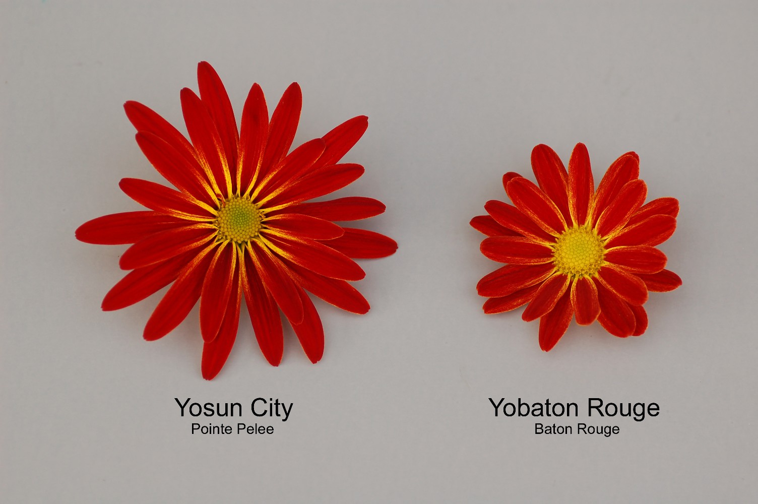 Yosun City