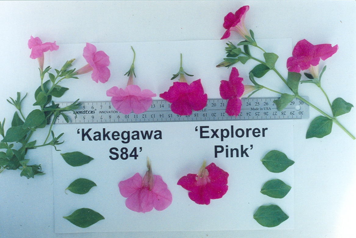 Kakegawa S84