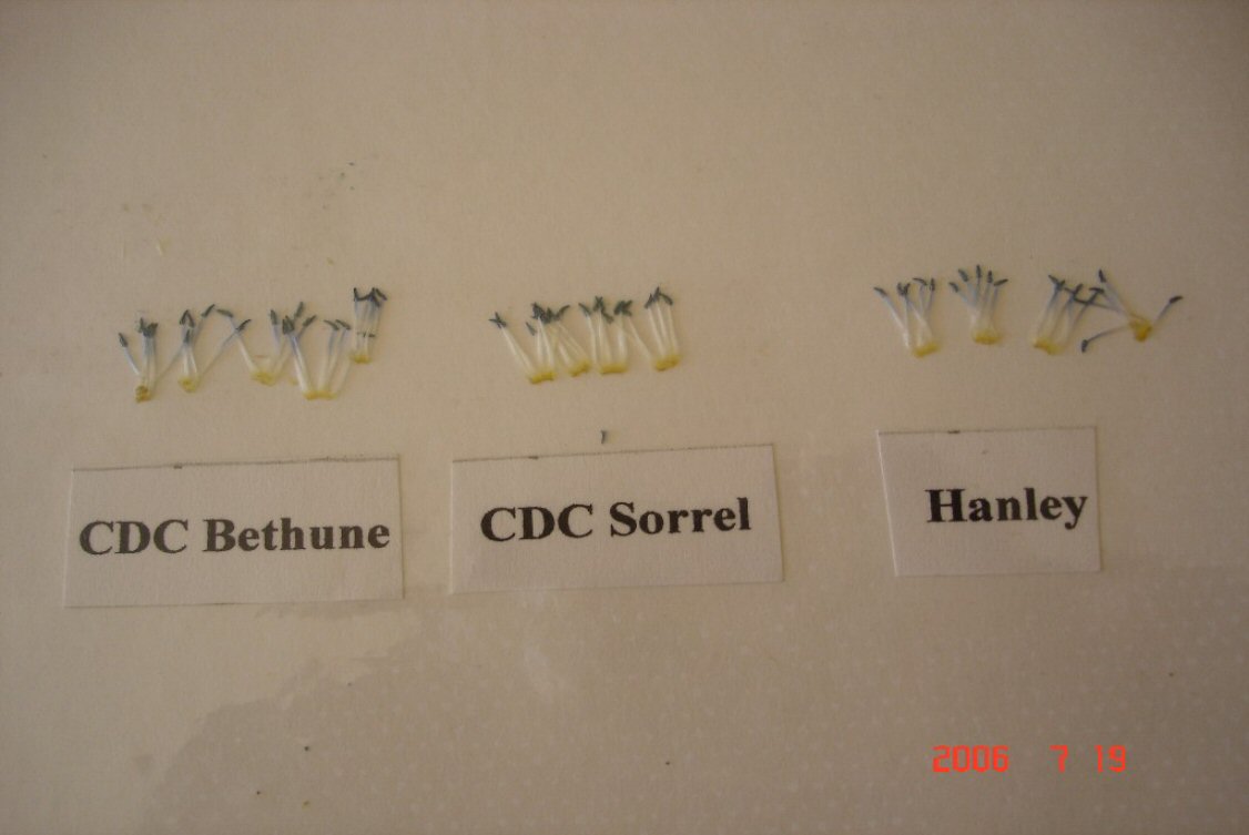CDC Sorrel