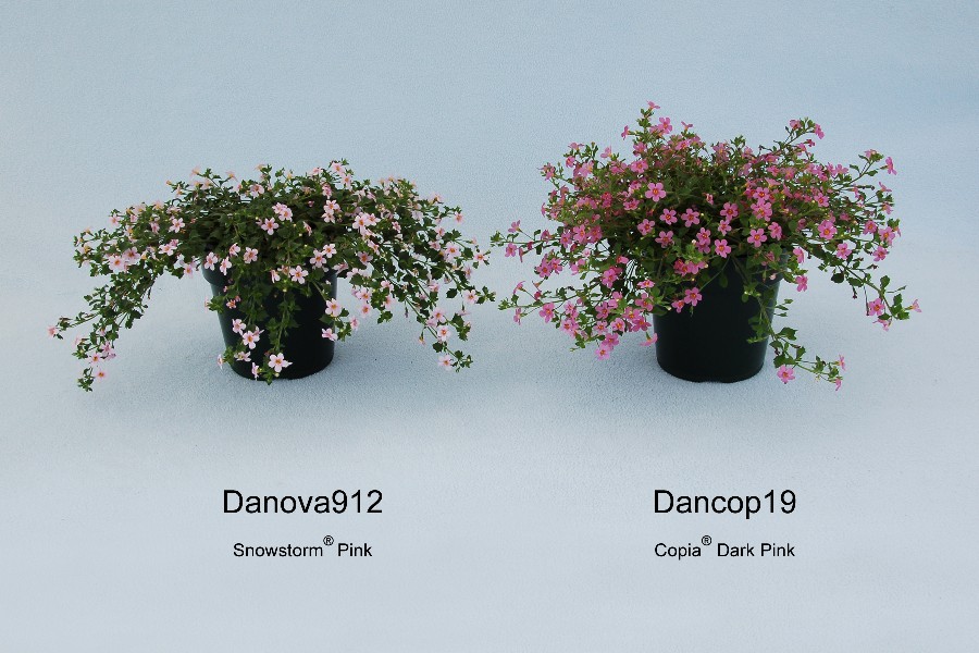 Danova912
