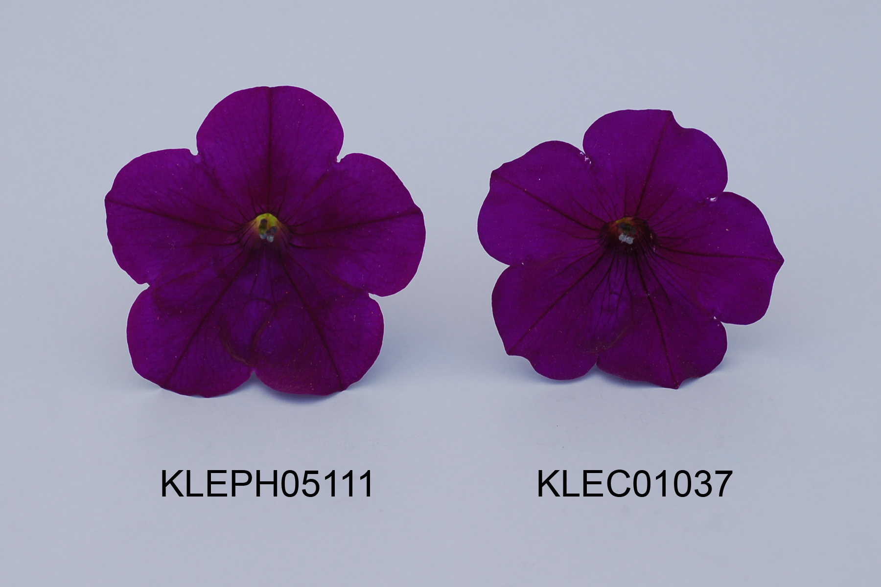 KLEPH05111