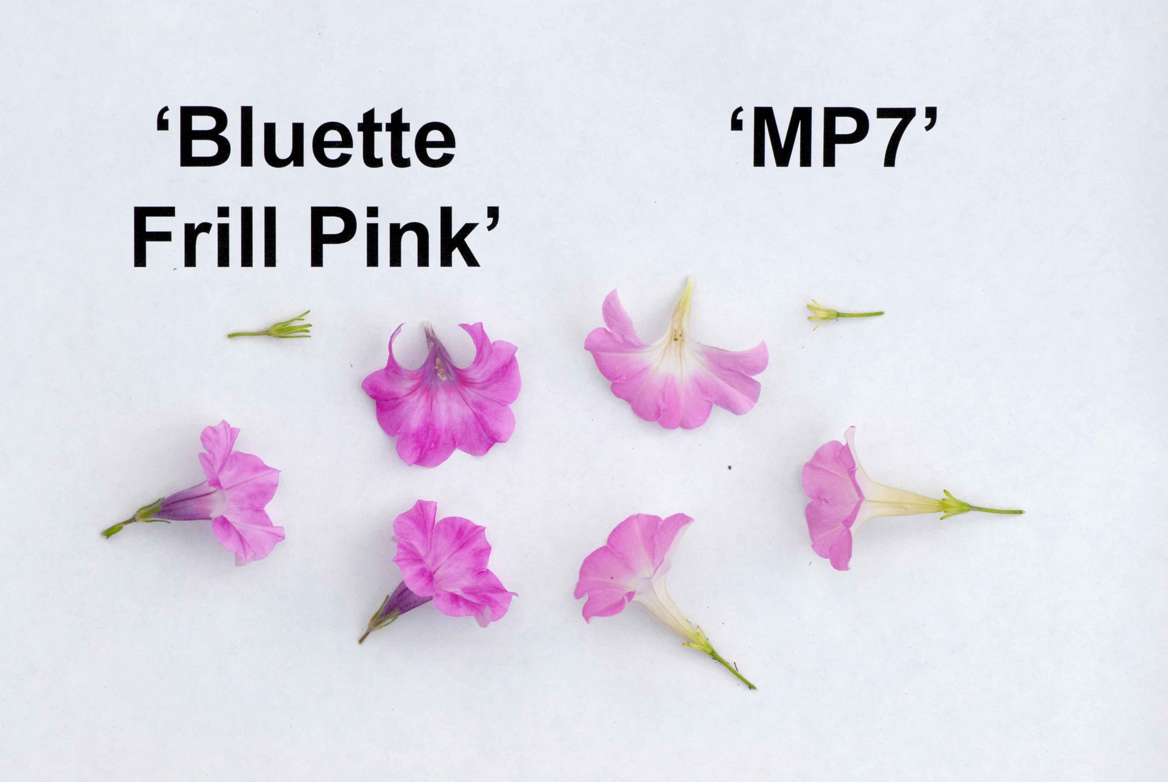 Bluette Frill Pink