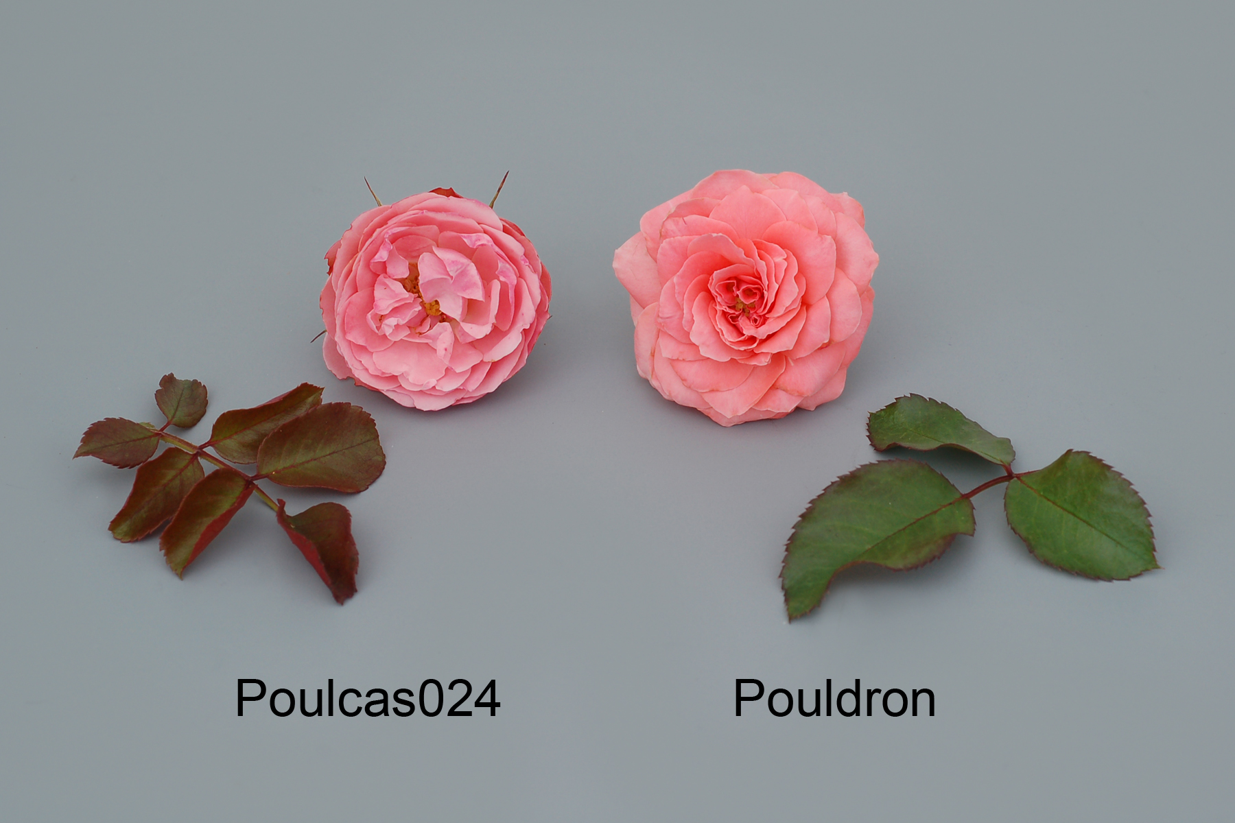 Poulcas024