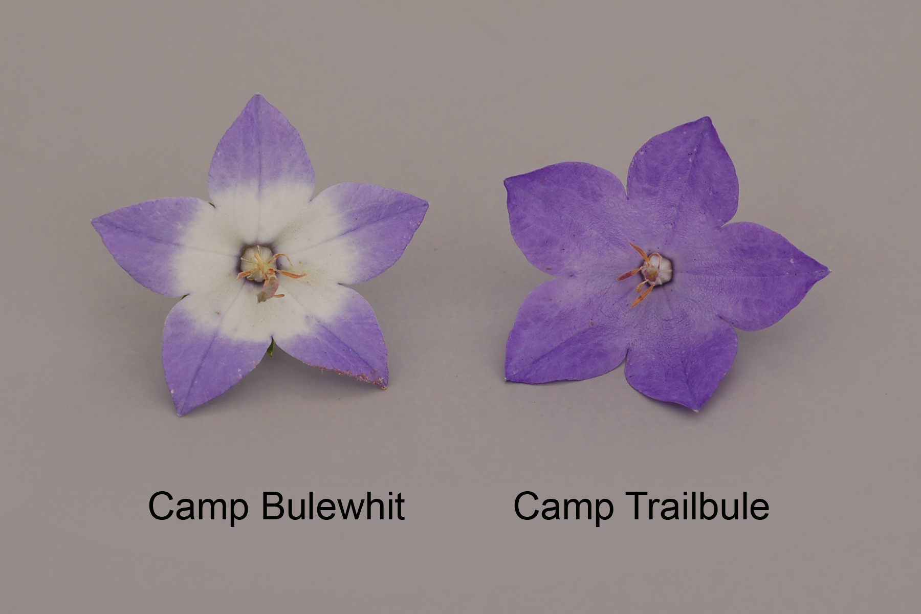 Camp Bulewhit