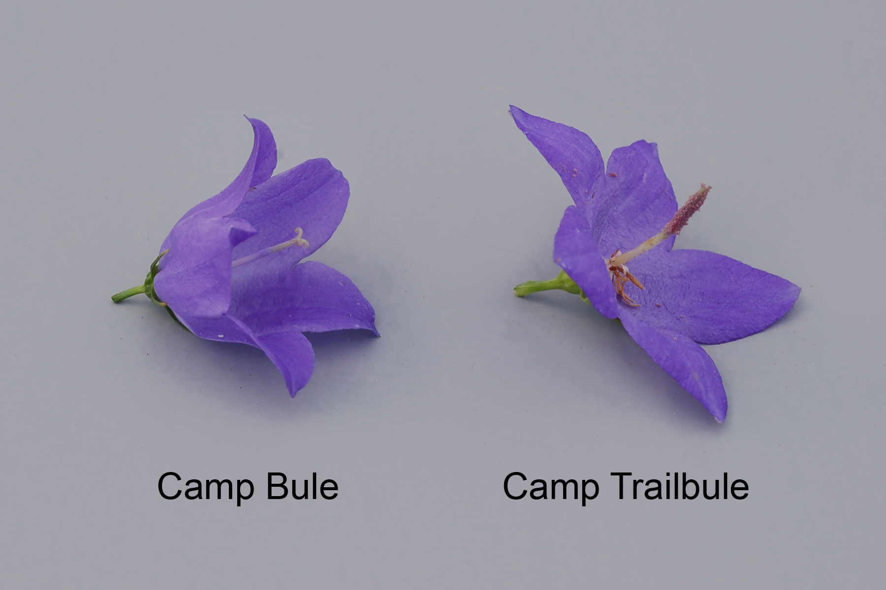 Camp Bule