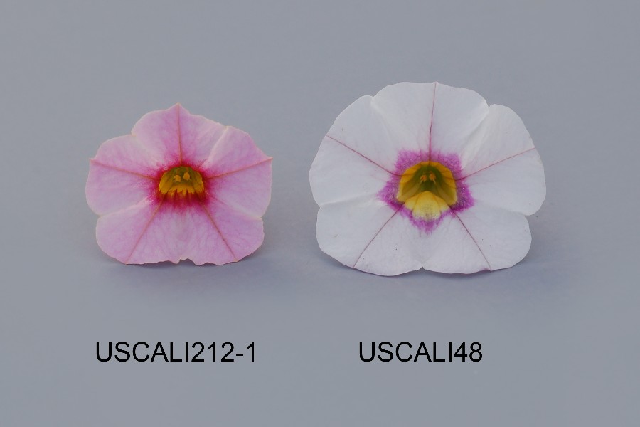 USCALI212-1