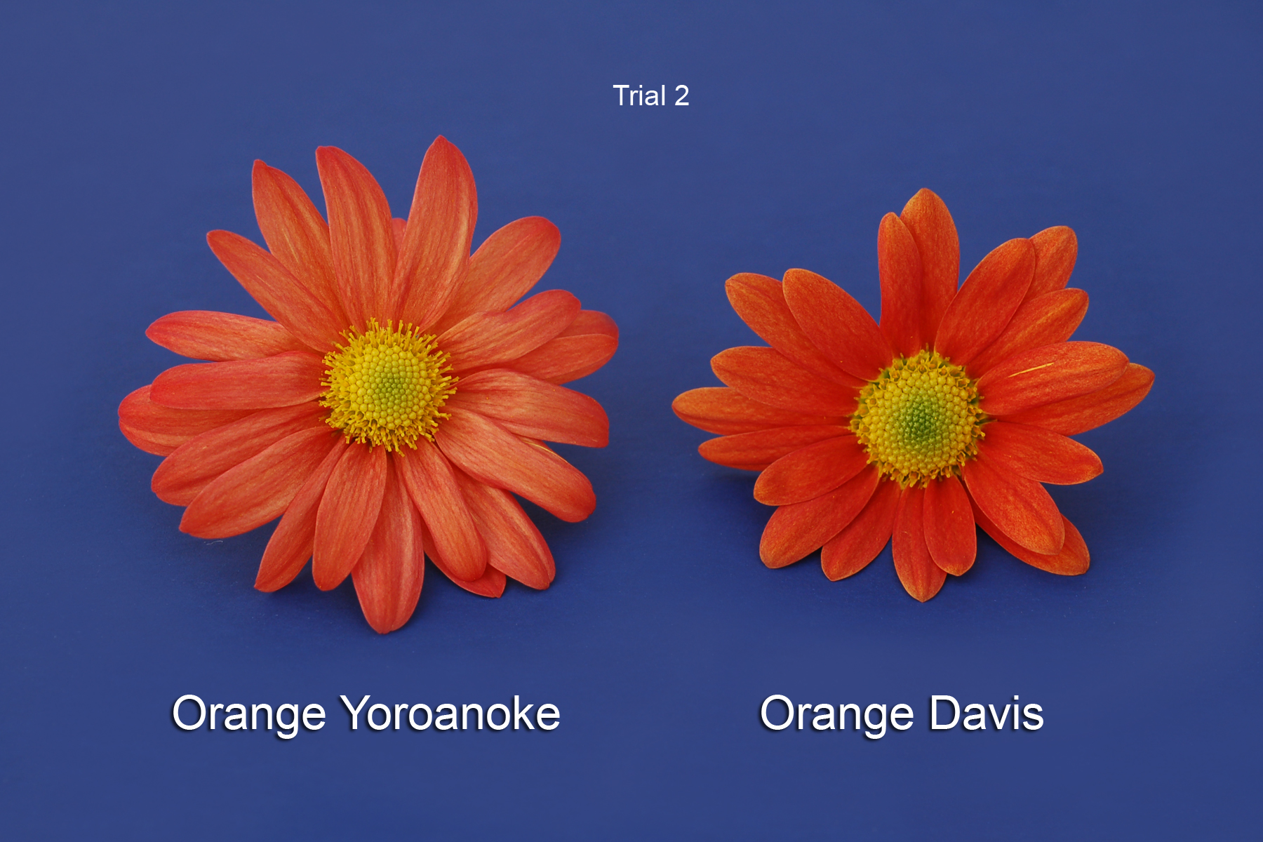 Orange Yoroanoke