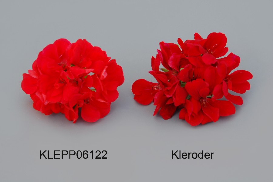 KLEPP06122