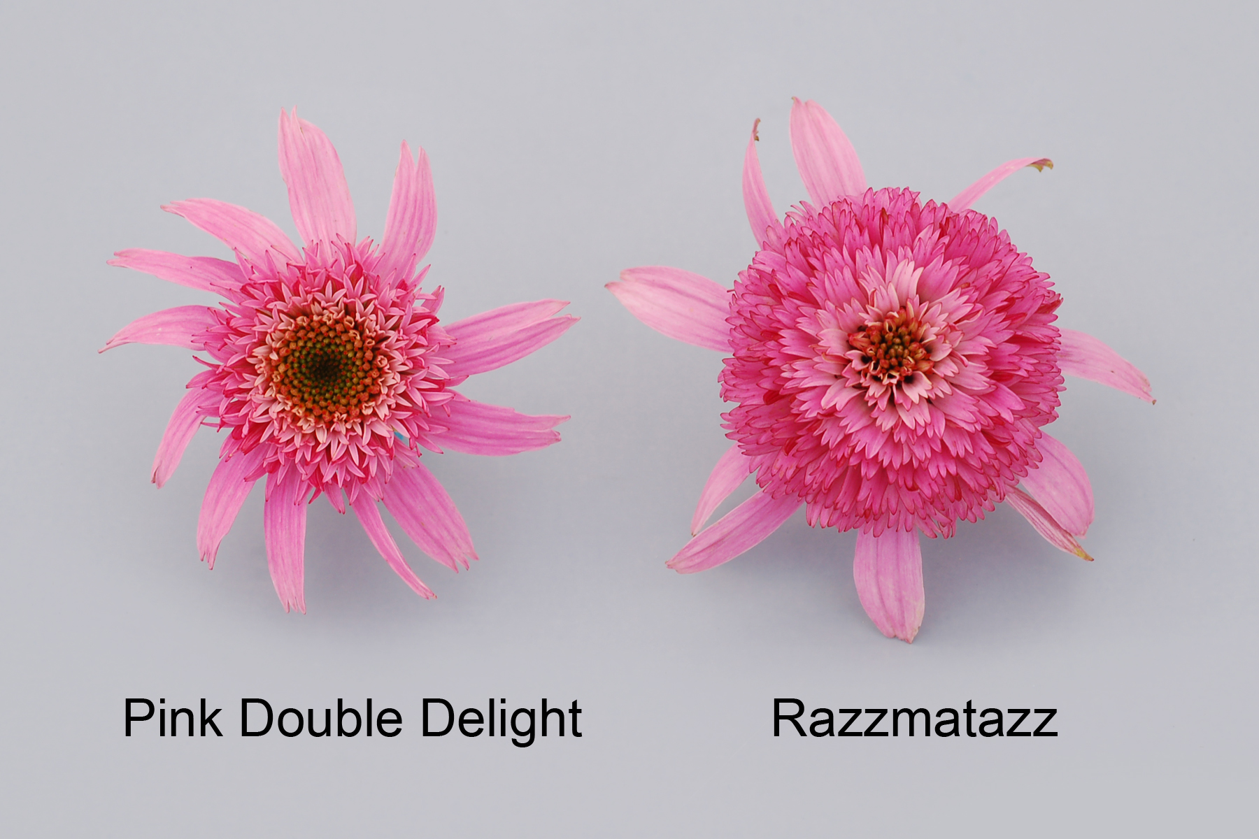 Pink Double Delight
