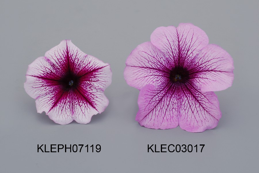 KLEPH07119